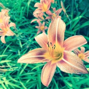 Meet your Posher, Sydney